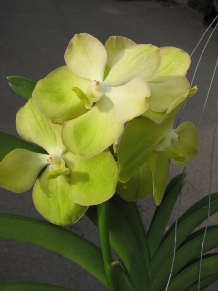 Ascocenda Ram Indra x Ascocenda Krailerk White x Vanda Kultana Gold2.JPG