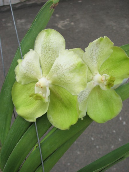 Vanda Kultana Green Gold.JPG