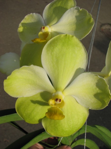 Vanda Kultana Green Gold x Vanda Bamgkhimsri.JPG