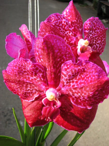 Vanda Similan x Vanda Dr. Anek.JPG