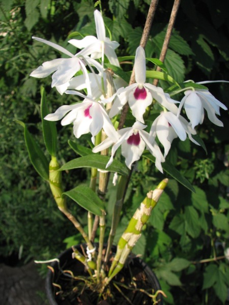 Dendrobium Cassiope.JPG
