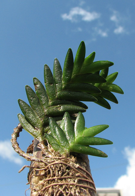 Microsaccus wenzelii.jpg