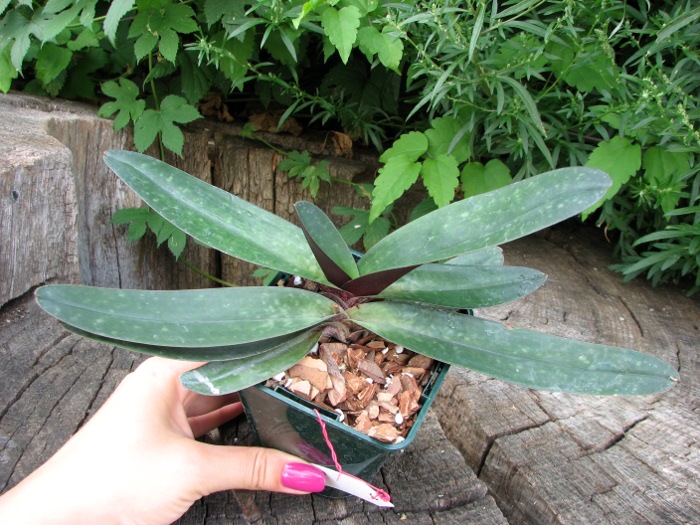 Paphiopedilum godefroyae.JPG