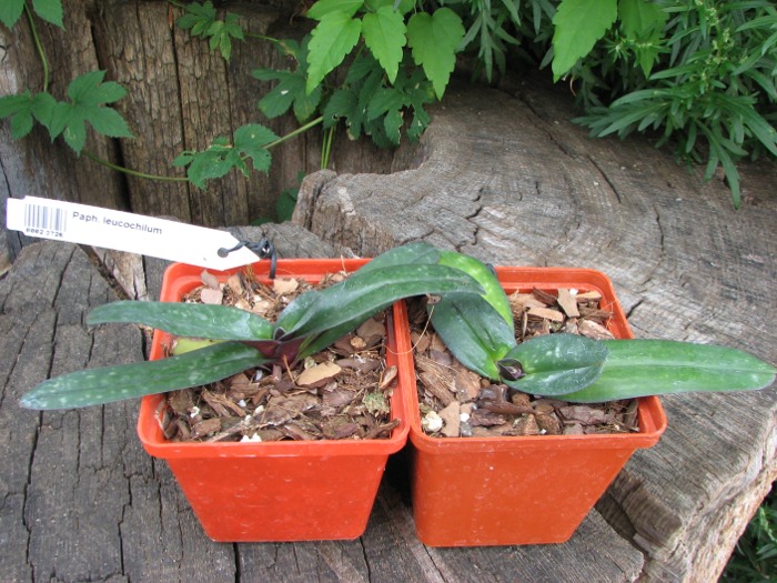 Paphiopedilum leucochilum.JPG