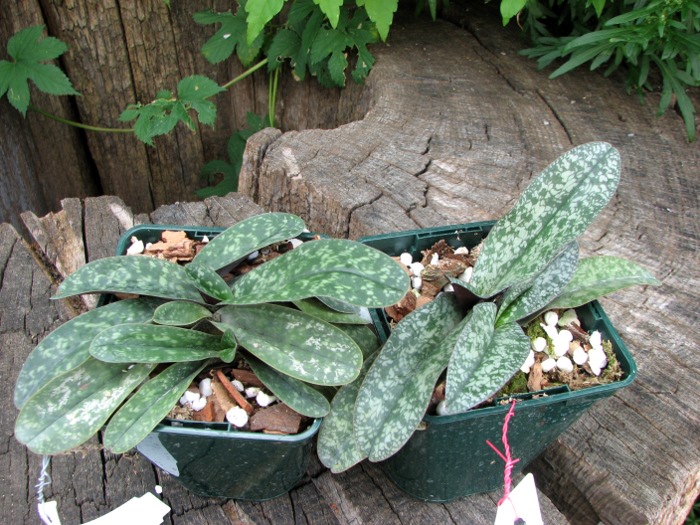 Paphiopedilum niveum.JPG