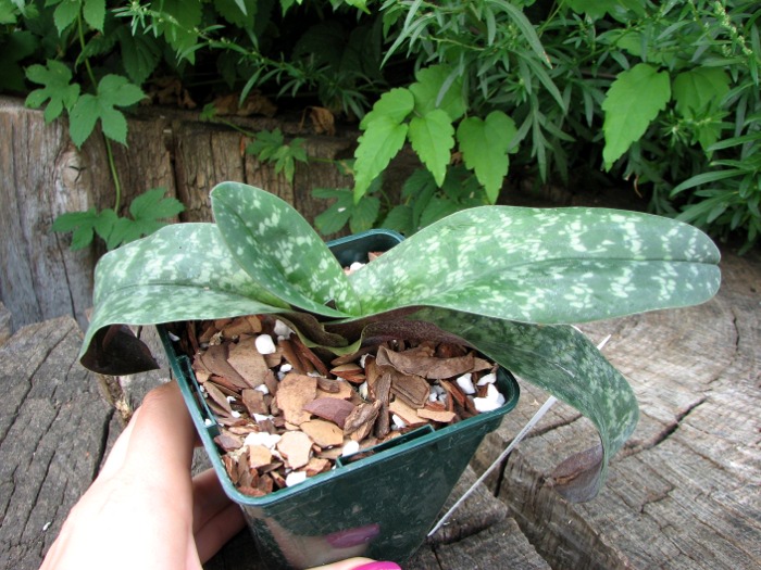 Paphiopedilum bellatulum.JPG