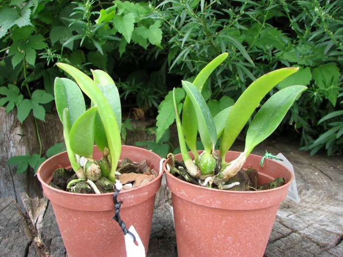 Laelia alaori x praestans.JPG