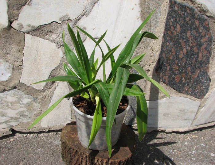 Phragmipedium Eumelia Arias (kovachii x schlimii).JPG