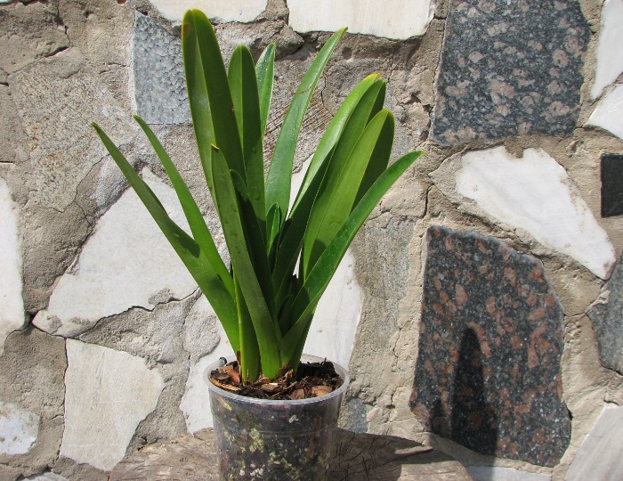Phragmipedium caudatum.JPG