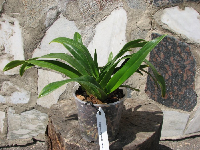 Phragmipedium kovachii x wallisii.JPG