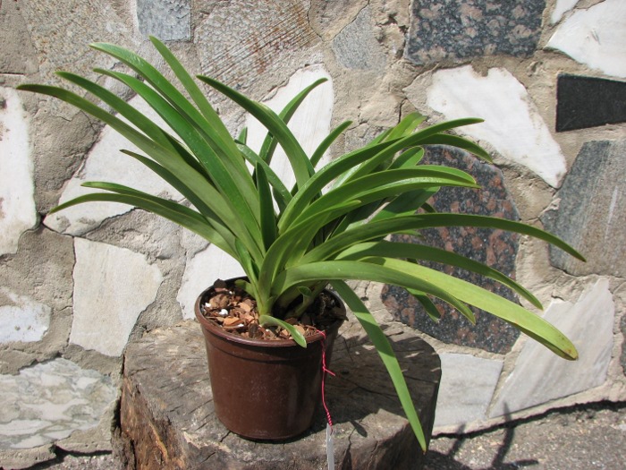 Paphiopedilum exul.JPG
