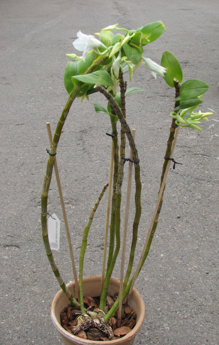 Dendrobium sanderae var luzonicum.jpg