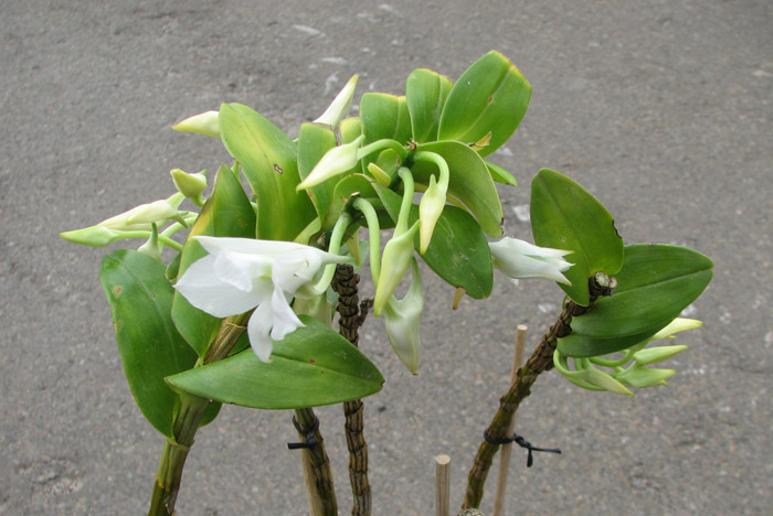 Dendrobium sanderae var luzonicum.jpg