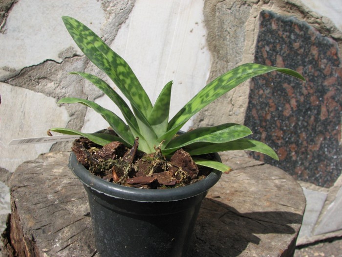 Paphiopedilum sukhakulii.JPG