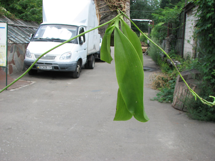 Phalaenopsis pulchra.jpg