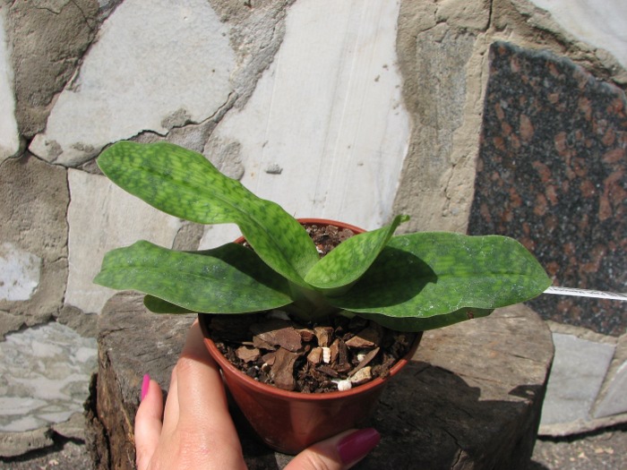 Paphiopedilum Memoria Larry Heuer (malipoense x emersonii).JPG
