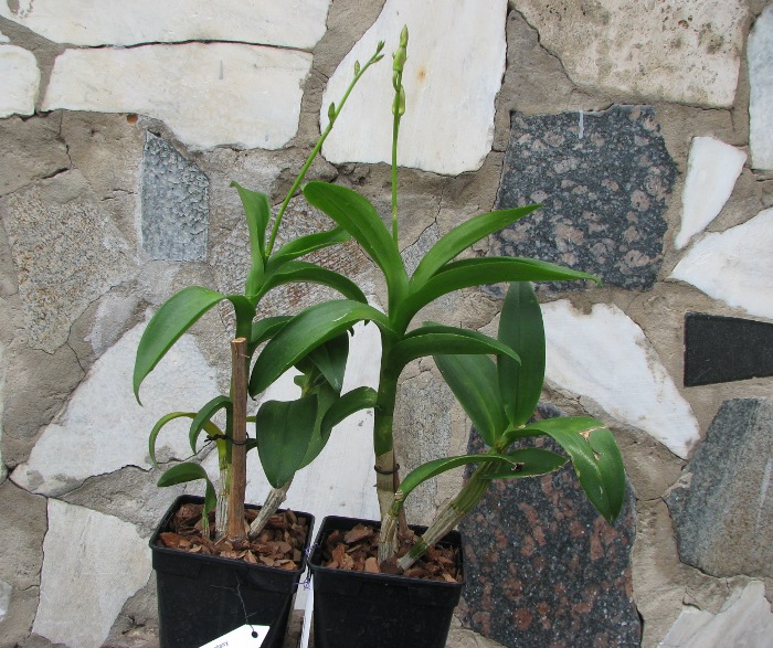 Dendrobium Rainbow Fantasy.JPG