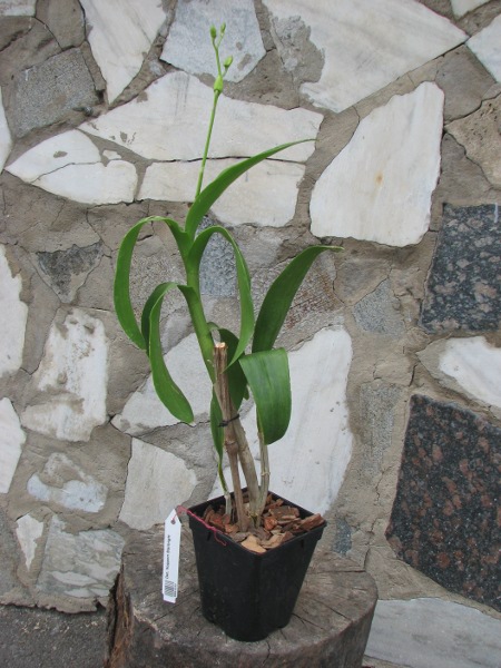 Dendrobium Nopporn Starbright.JPG