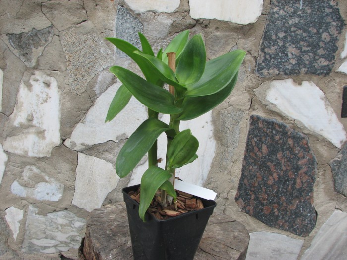 Dendrobium Burana Jade.JPG