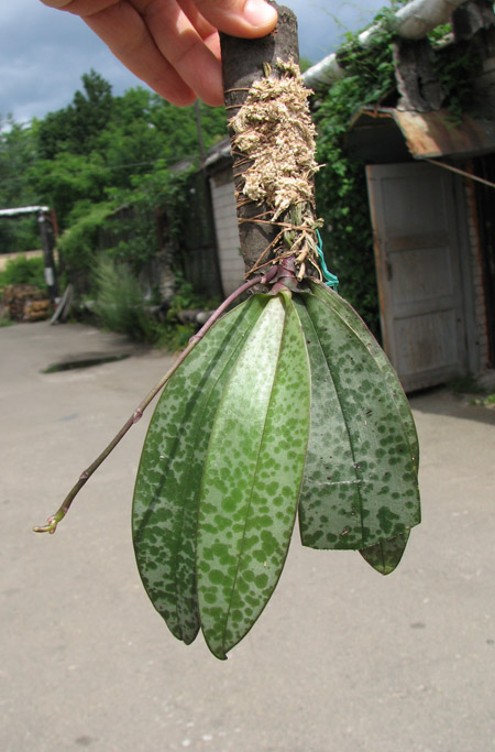 Phalaenopsis lindenii.jpg