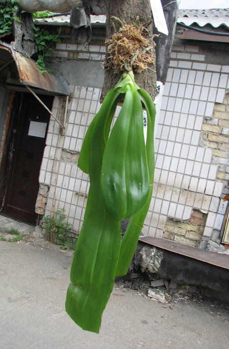 Phalaenopsis lueddemanniana.jpg