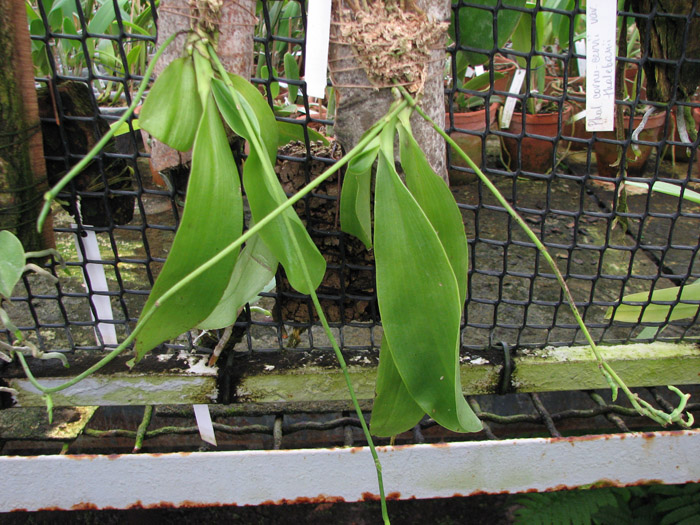 Phalaenopsis pulchra.jpg