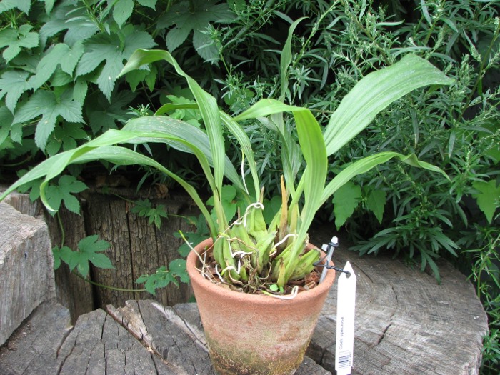 Coelogyne speciosa.JPG
