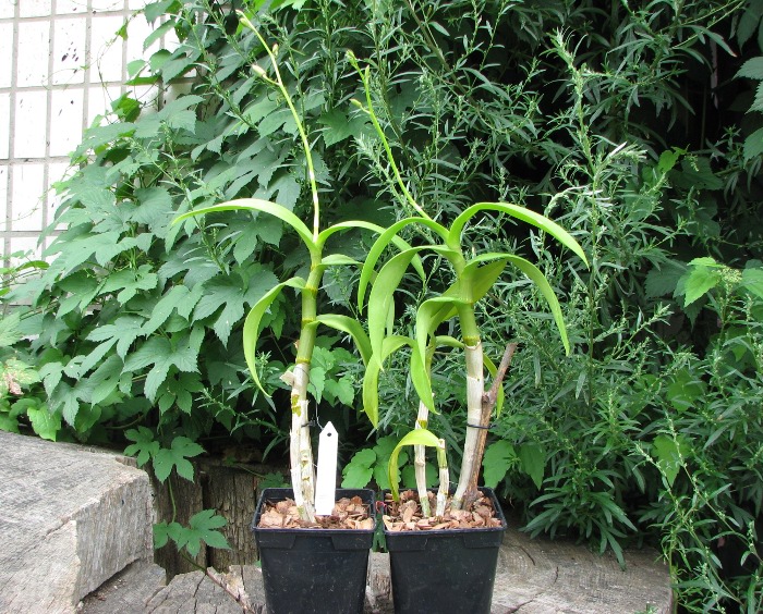 Dendrobium Daeng.JPG