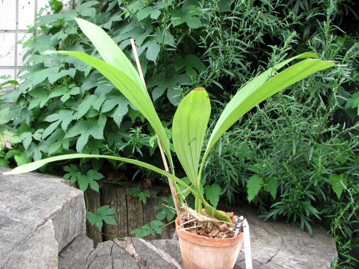 Coelogyne mayeriana.JPG