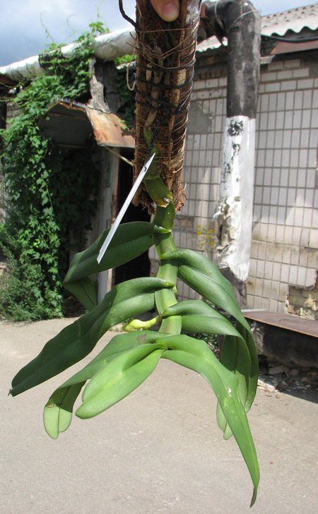 Robiquetia cerina.jpg