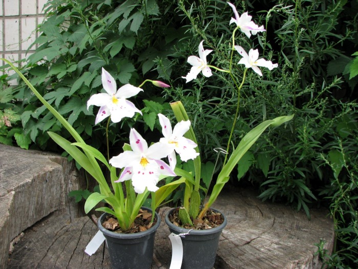 Colmanara Maui Howie 'Fanciful'.JPG