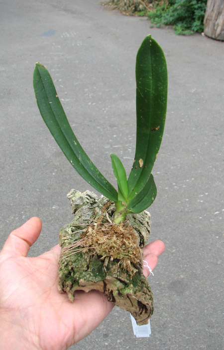 Amesiella philippinensis.jpg