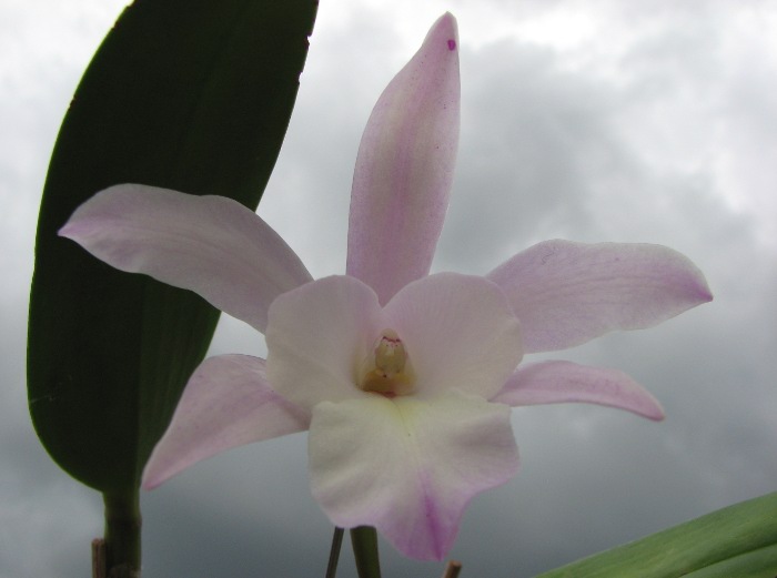 Brassavola glauca x Cattleya intermedia.JPG