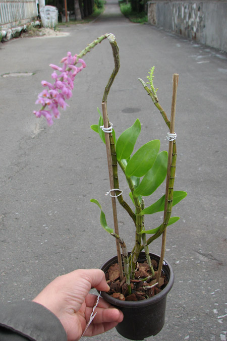Dendrobium secundum.jpg