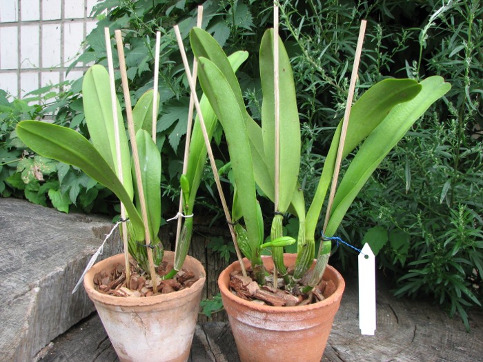 Cattleya Gertrude Hausermann.JPG