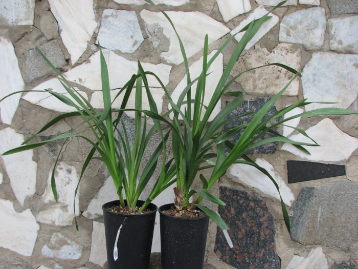 Cymbidium Kiwi Midnight.JPG