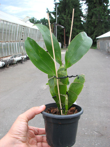 Dendrobium platycaulon.jpg