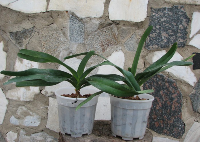 Angraecum sesquipedale.JPG