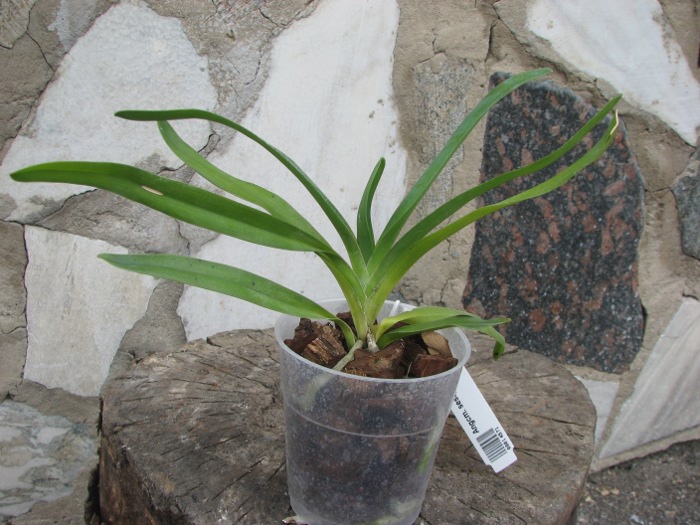 Angraecum sesquipedale.JPG