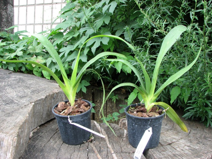 Angraecum longicalcar x sesquipedale.JPG