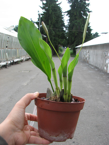 Dendrochilum magnum.jpg