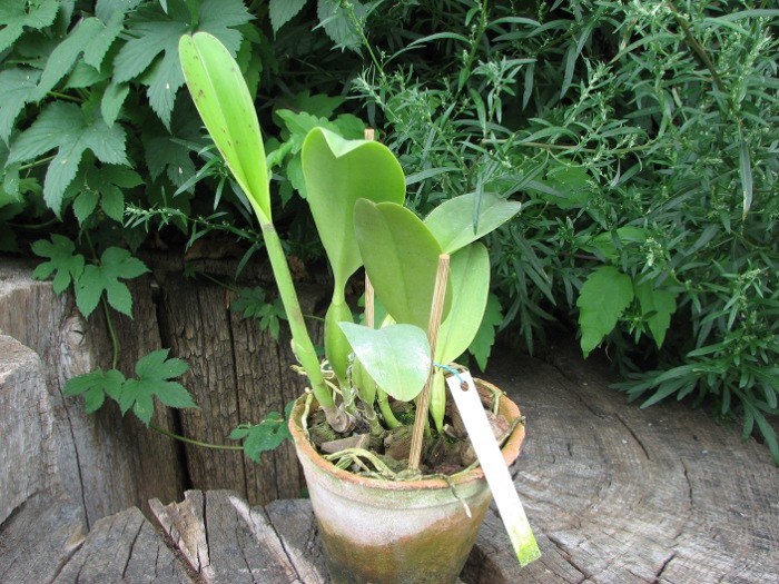 Cattleya trianae tipo 'Giant' x Cattleya trianae (Rolf Altenburg x Vitoria Castro).JPG