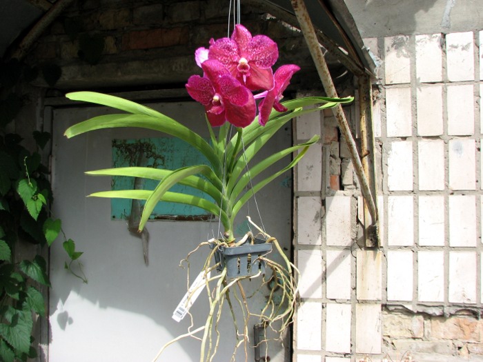 Vanda Similan x Vanda Dr. Anek.JPG