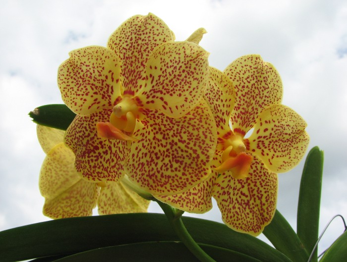 Vanda Sankhamphaeng x Vanda Udom Gold.JPG