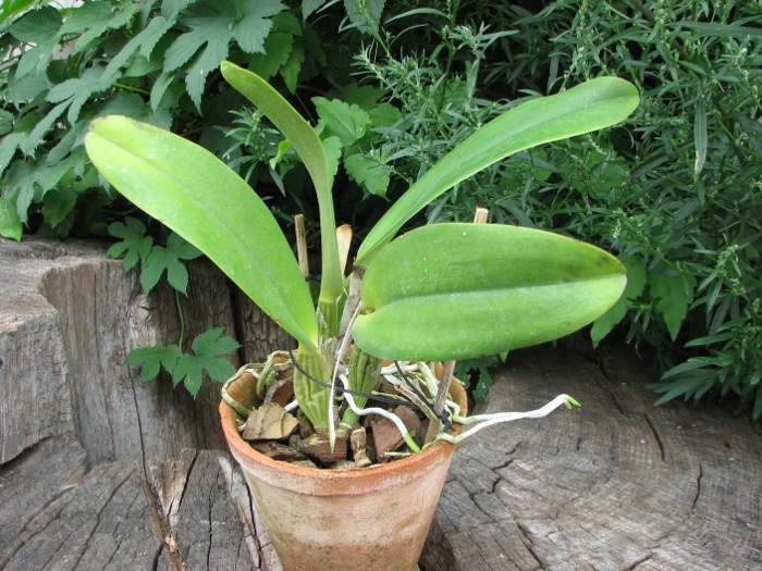 Cattleya trianae amesiana A x Cattleya trianae amesiana B.JPG