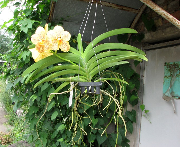 Vanda Sankhamphaeng x Vanda Udom Gold.JPG