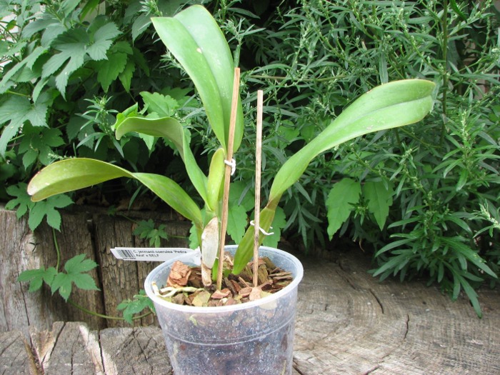 Cattleya jenmanii coerulea 'Pedra Azul' x SELF.JPG