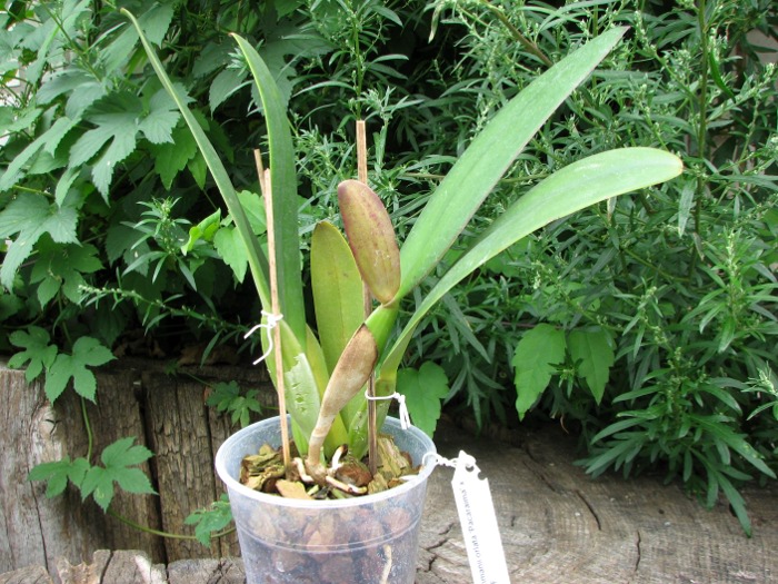 Cattleya jenmanii orlata 'Pacaraima' x SELF.JPG