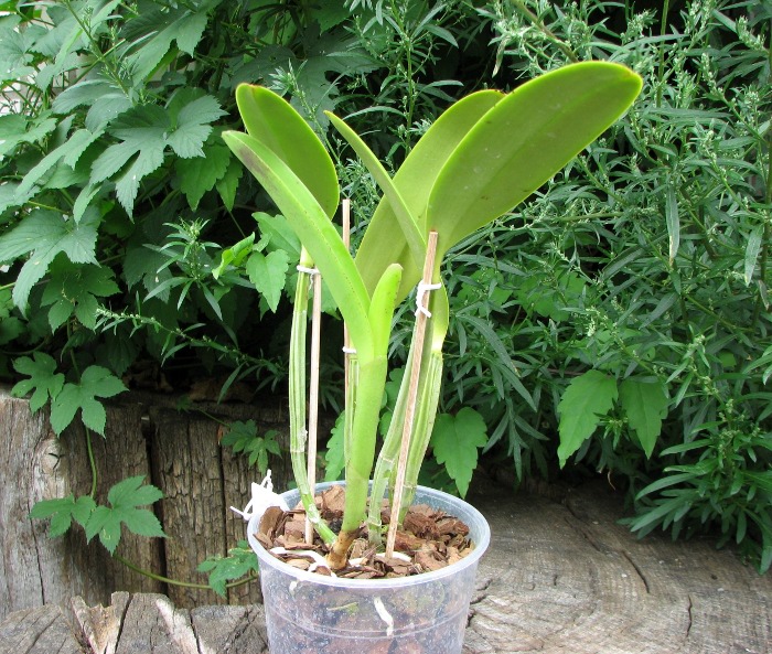 Cattleya lueddemanniana tipo 'Royal Flash' x Cattleya lueddemanniana tipo 'Drago'.JPG