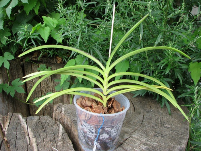 Ascocentrum curvifolium.JPG